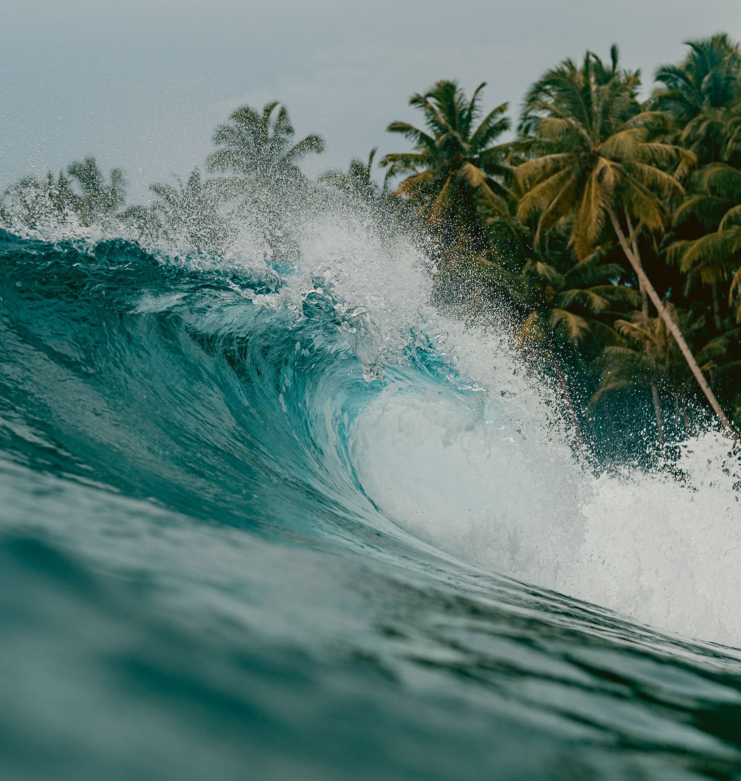 Tropical scene with a large wave crashing against palm trees.