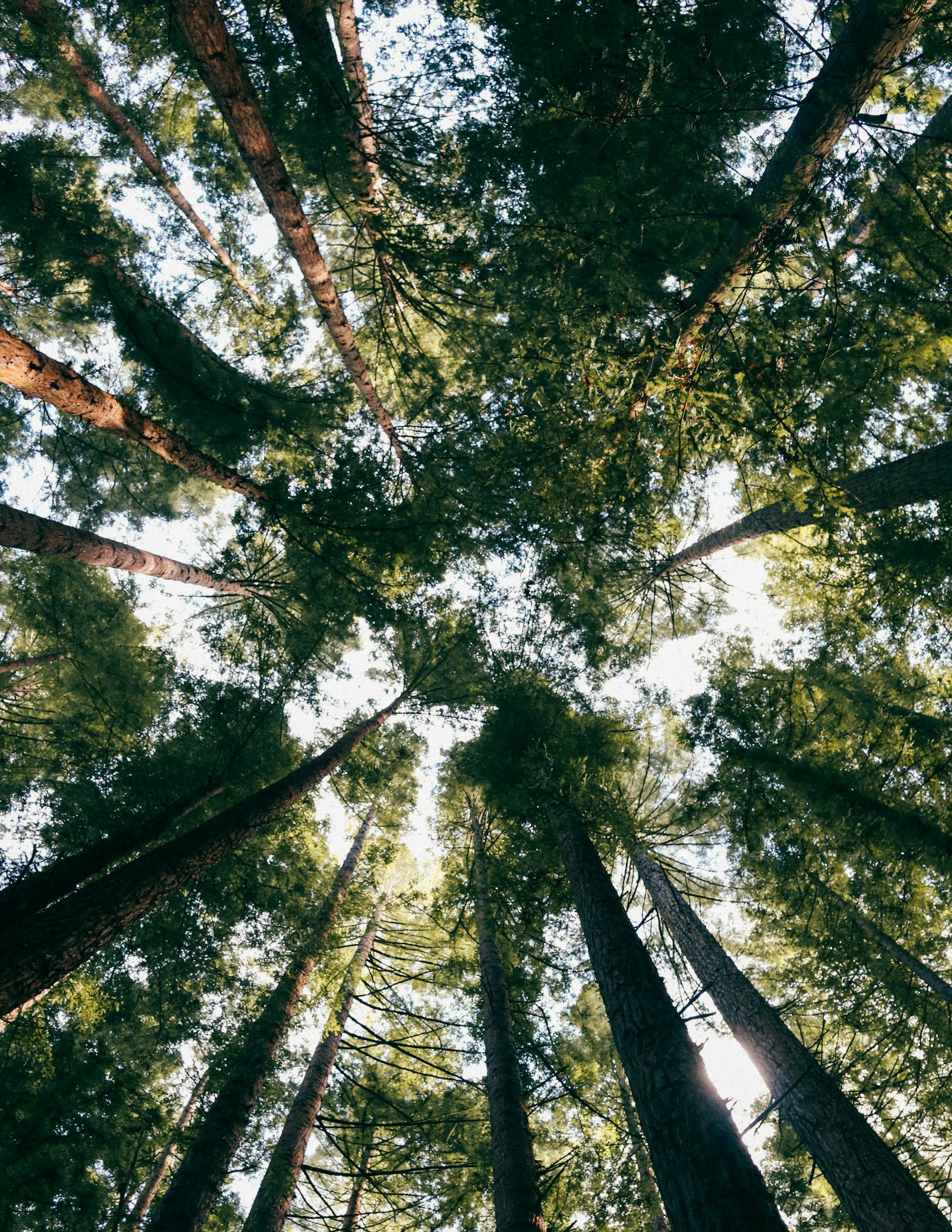 tall green tree tops and sky